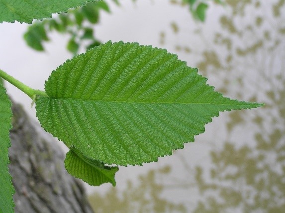 Slippery Elm Benefits | New Health Advisor